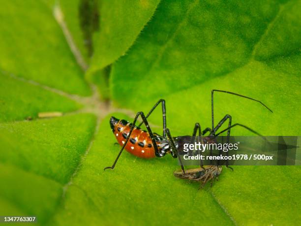 close-up of insects on leaf,tunja,colombia - assassin bug stock pictures, royalty-free photos & images