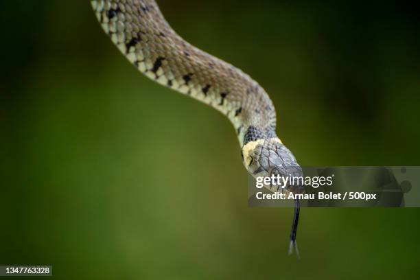 close-up of grass snake,portishead,united kingdom,uk - animal head on wall stock pictures, royalty-free photos & images