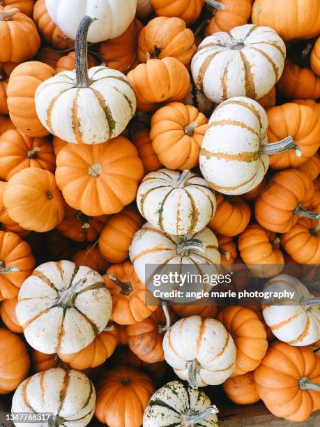 mini pumpkin season - oktober stockfoto's en -beelden