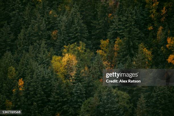 close up aerial view of a dense tree canopy during the autumn season - canadian forest stockfoto's en -beelden