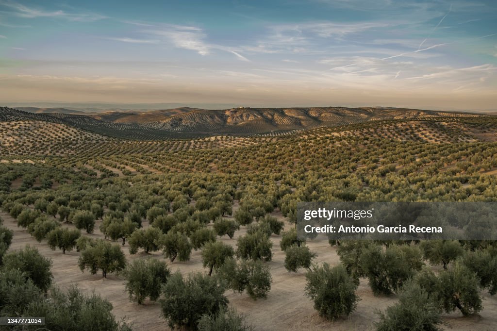 Olive plantation in Jaen, many plants from above