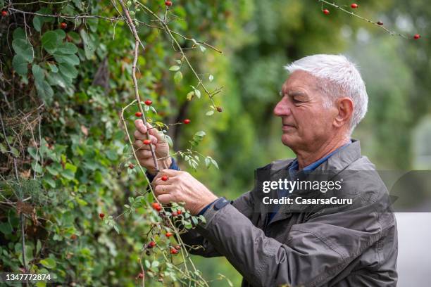 senior man picking up rose-hip - rose hip stock pictures, royalty-free photos & images