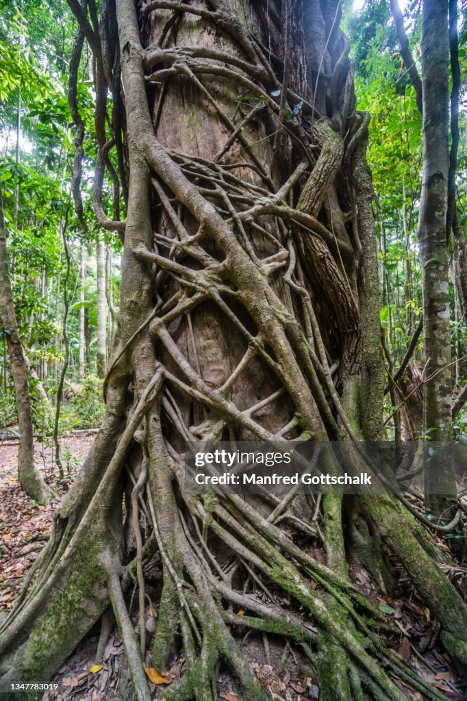 Rainforest Strangler Fig