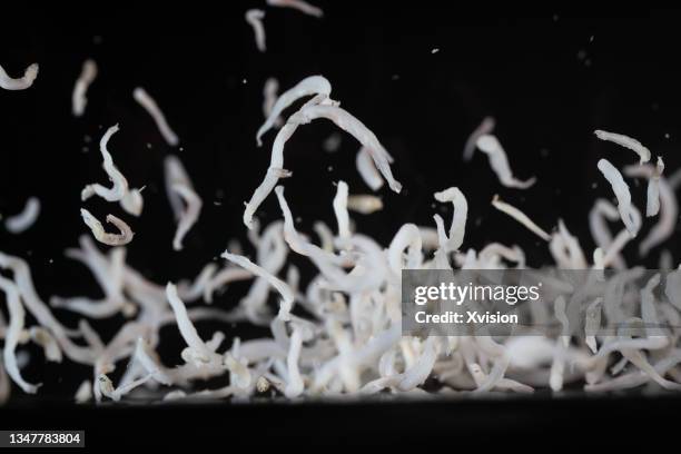 Presevred Insects Preserved Insects Photos and Premium High Res Pictures - Getty Images