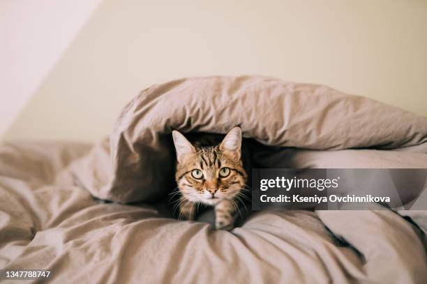 cute ginger cat lying in bed under a blanket. fluffy pet comfortably settled to sleep. cozy home background with funny pet. - cat hiding under bed stock pictures, royalty-free photos & images