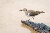 Image of Common Sandpiper bird (Actitis hypoleucos) looking for food in the swamp on nature background. Bird. Animals.