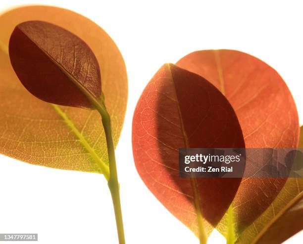 red tip photinia leaves against white background - zen rial stock pictures, royalty-free photos & images