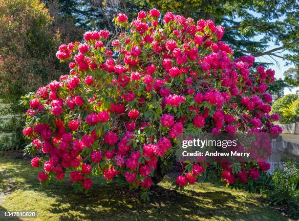 springtime flowers, red pink rhododendron tree in bloom - azalee stock-fotos und bilder