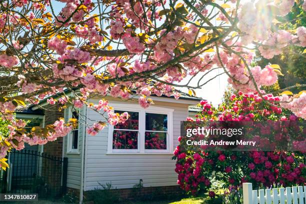 house, cottage with springtime garden, flowers - flowers australian stock pictures, royalty-free photos & images