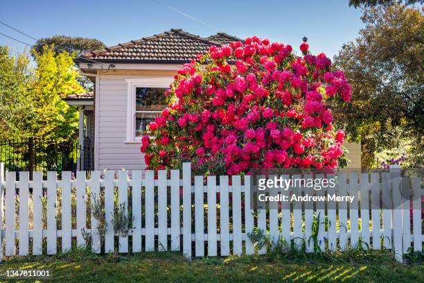 idyllic house, pink flower tree garden blue sky - andrew house stock pictures, royalty-free photos & images