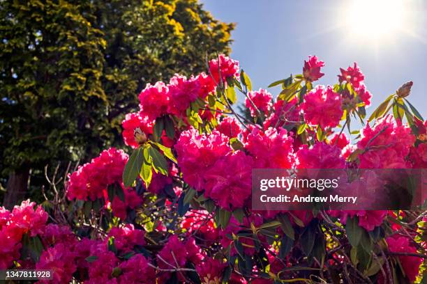 springtime pink flowers, sunlight, rhododendron garden - rhododendron garden stock pictures, royalty-free photos & images