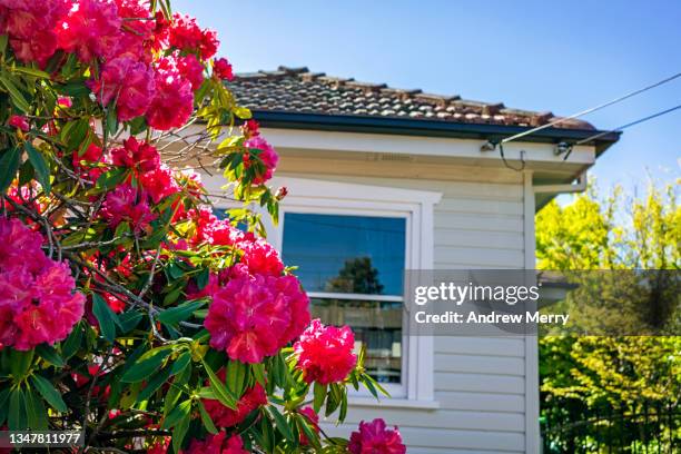 wooden house, flowers in springtime with blue sky - mountains australia stock pictures, royalty-free photos & images