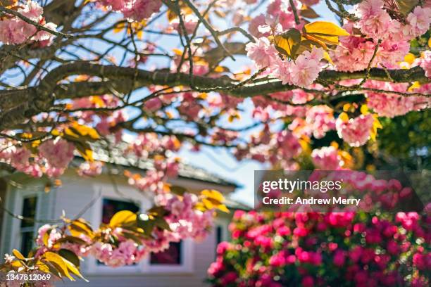 house with springtime flower garden - home renovations australia stock-fotos und bilder