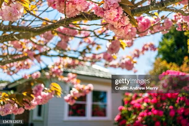cottage with springtime flower garden - huis ter heide stockfoto's en -beelden