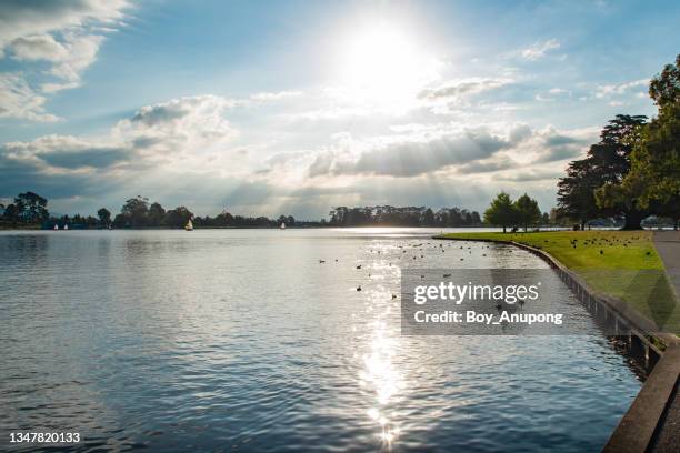 scenery view of lake rotoroa (or hamilton lake domain) in hamilton, new zealand. - hamilton new zealand stockfoto's en -beelden