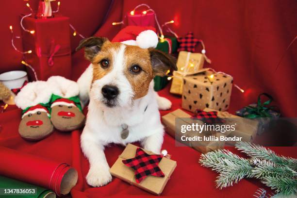 jack russell dog wearing christmas santa hat - terrier jack russell foto e immagini stock