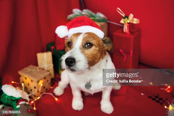 jack russell dog wearing christmas santa hat - christmas tree dog stock-fotos und bilder