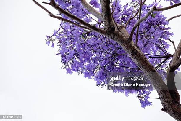 jacaranda flowers out in bloom - jacaranda tree stock pictures, royalty-free photos & images