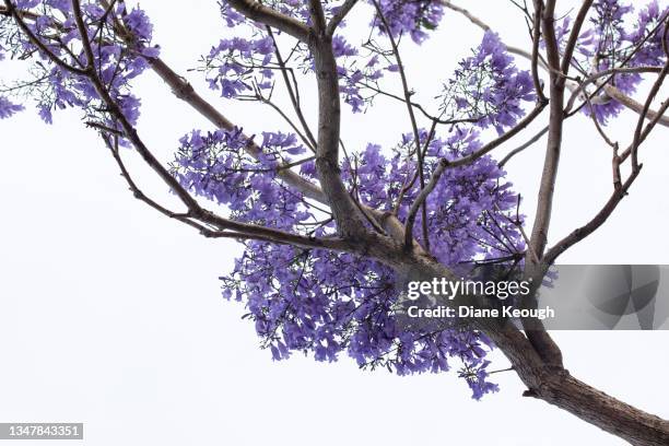 jacaranda flowers out in bloom - jacaranda tree stock pictures, royalty-free photos & images