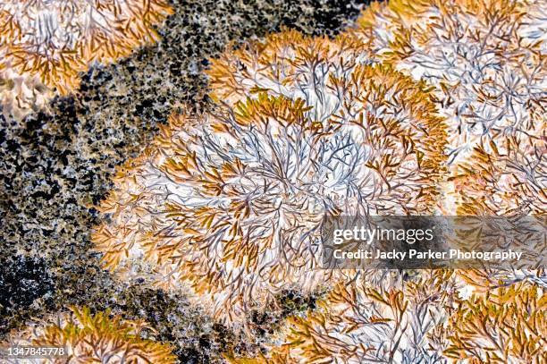 abstract/ close-up  image of marine seaweed on a rock - lachen photos et images de collection