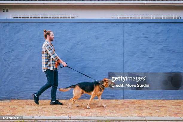 shot of a young man taking his dog for a walk - dog studio shot stock pictures, royalty-free photos & images