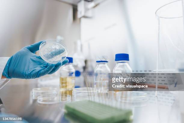 scientist growing bacteria in laboratory - sample holder stock pictures, royalty-free photos & images