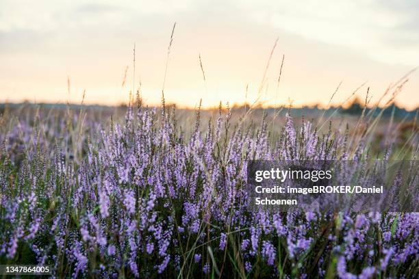 Calluna Sunset Osterheide Photos and Premium High Res Pictures - Getty Images