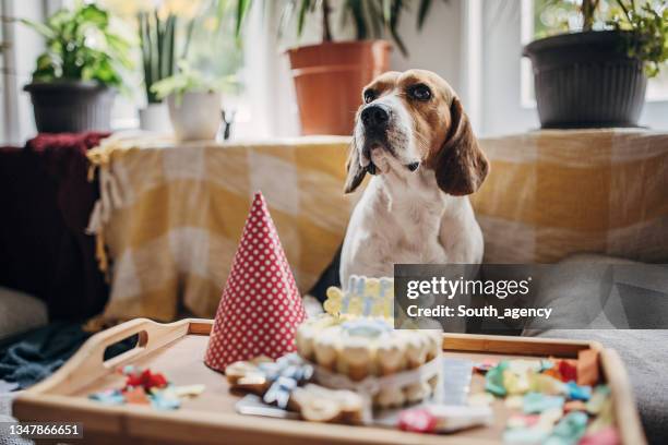 dog's birthday - dog birthday stock pictures, royalty-free photos & images