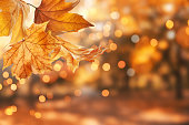 Beautiful autumn leaves outdoors on sunny day, space for text. Bokeh effect