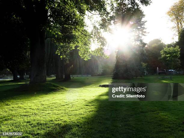 long shadows through trees park meadow - beacon hill park stock pictures, royalty-free photos & images