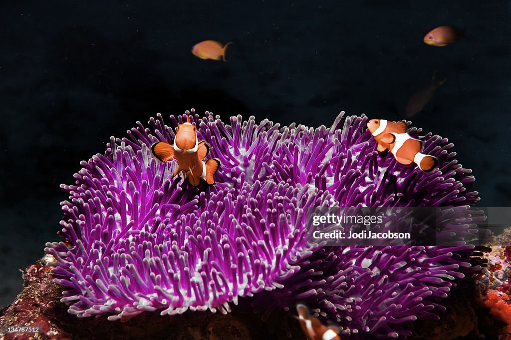 Clownfish, Peixe-palhaço (Amphiprion Ocellaris