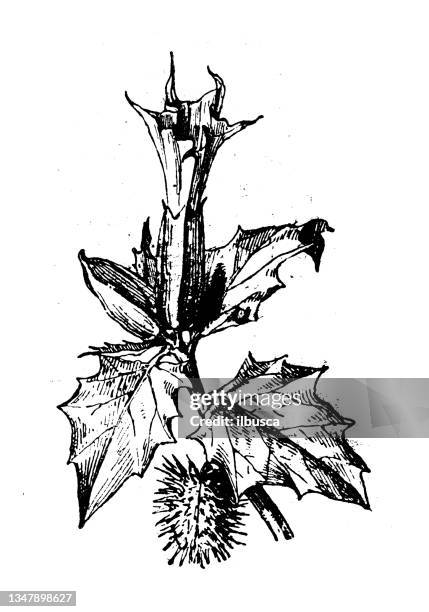 antike illustration: datura - angels trumpet stock-grafiken, -clipart, -cartoons und -symbole