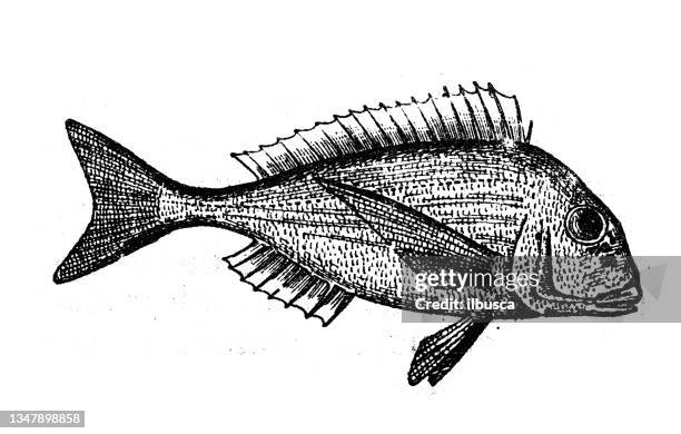 antique illustration: gilt-head bream (sparus aurata) - sparus aurata stock illustrations