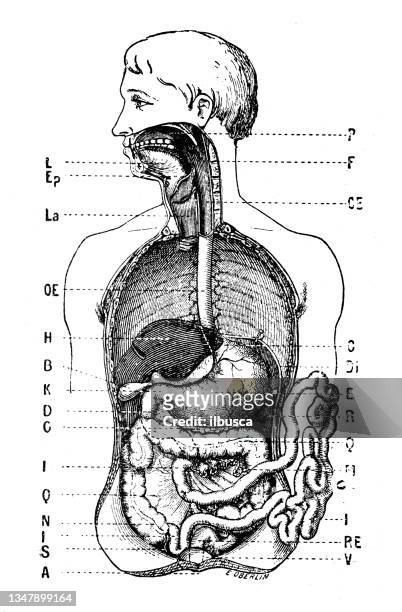 antique illustration: digestive system - abdomen diagram stock illustrations