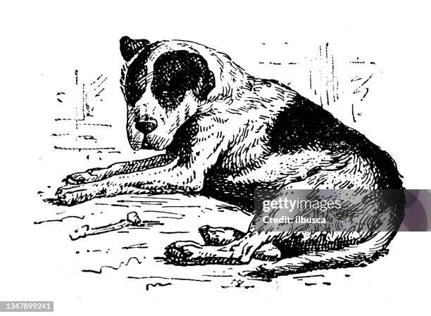 antique illustration: mastiff - mastiff stock illustrations