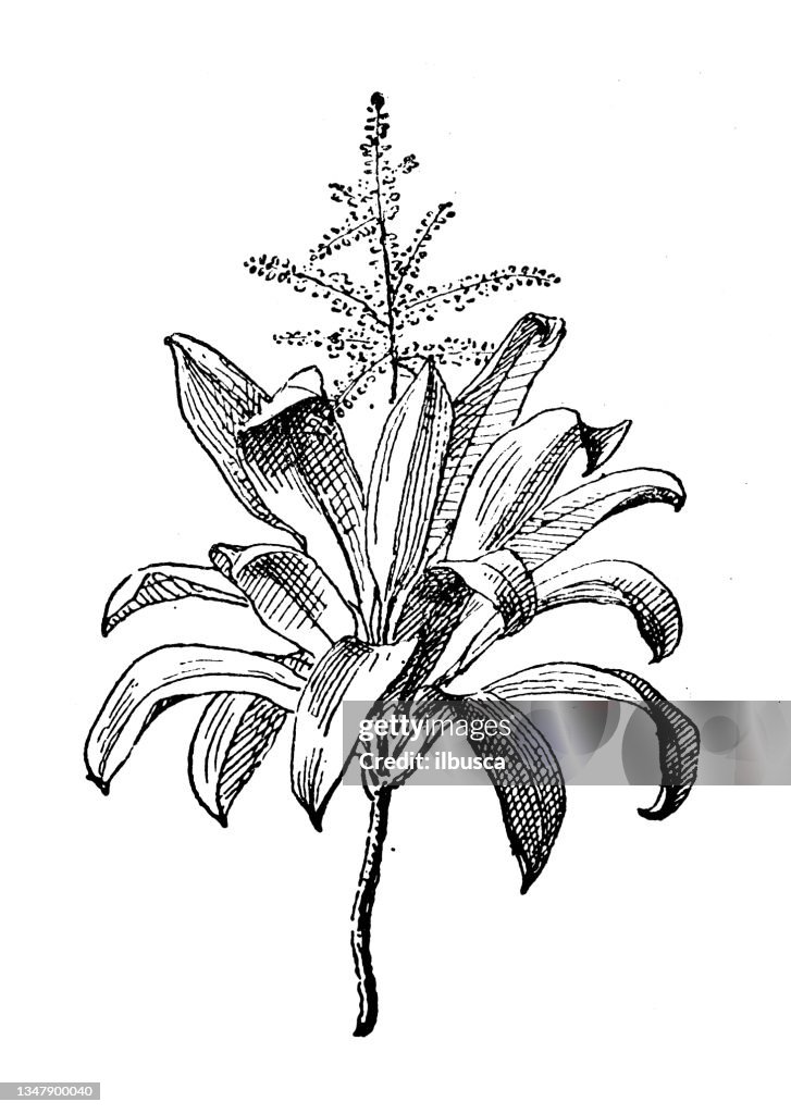 Antique illustration: Dracaena