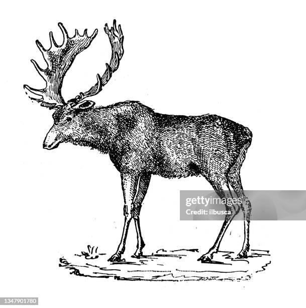 ilustraciones, imágenes clip art, dibujos animados e iconos de stock de ilustración antigua: alce, alce - elk
