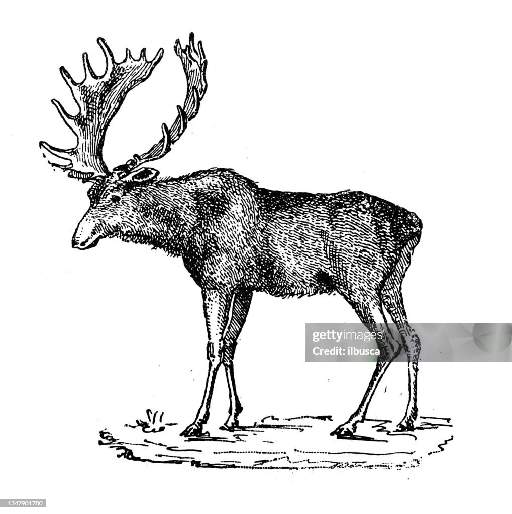 Antique illustration: Elk, moose