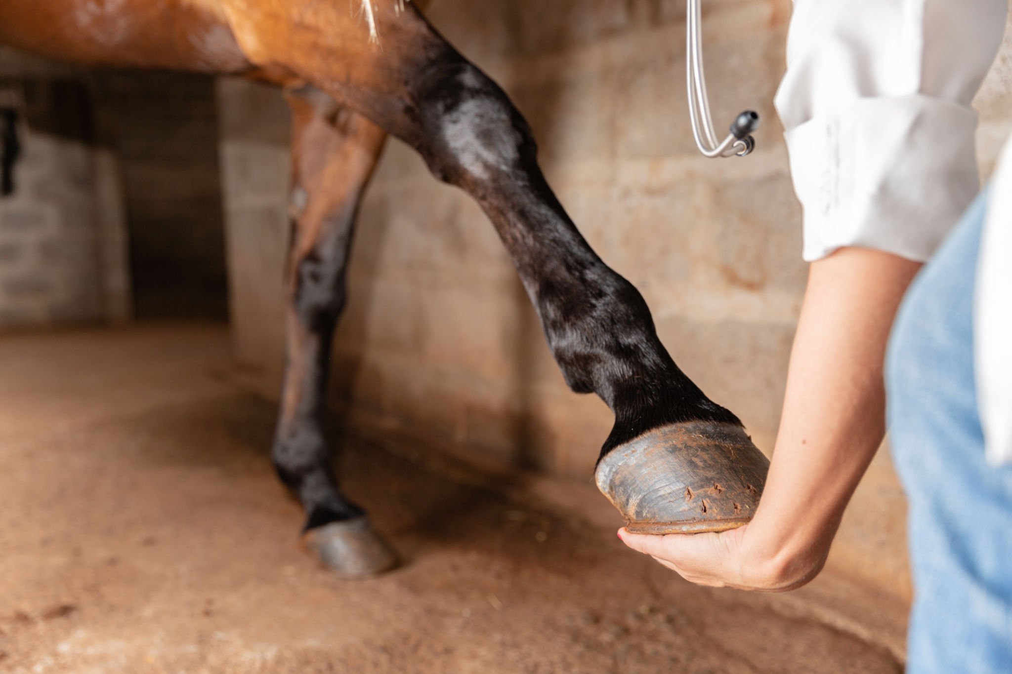 modern hoof care