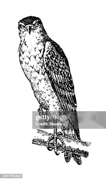 antique illustration: sparrowhawk (accipiter nisus) - sparrowhawk stock illustrations