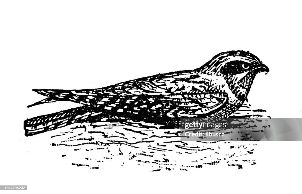 Antique Illustration European Nightjar Common Goatsucker High-Res ...