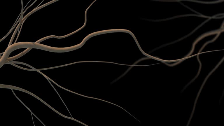 Hair Roots Animation Plant With Roots Illustration Videos and HD Footage - Getty Images