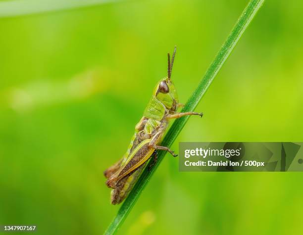 close-up of grasshopper on plant - wanderheuschrecke stock-fotos und bilder