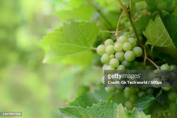 close-up of grapes growing in vineyard,indore,madhya pradesh,india - white grape 個照片及圖片檔