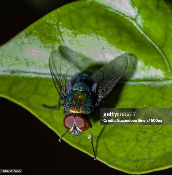 close-up of insect on leaf - housefly stock pictures, royalty-free photos & images