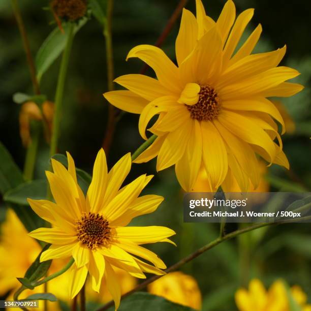 close-up of yellow flowering plant - perennial fotografías e imágenes de stock