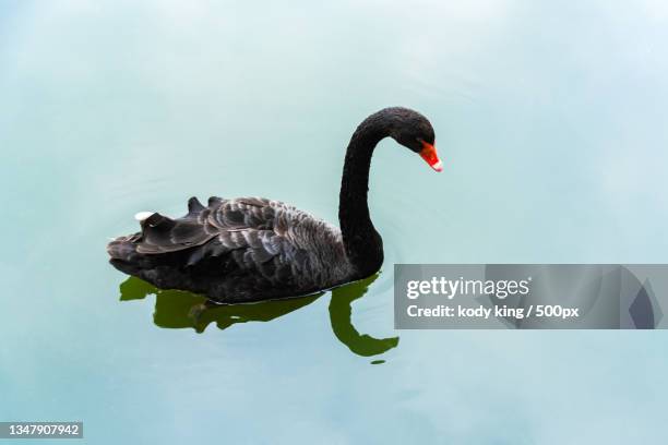 a black swan swimming in lake - 黑色 stock pictures, royalty-free photos & images