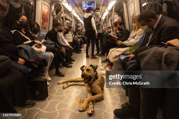 Boji, an Istanbul street dog rides a subway train on October 21, 2021 in Istanbul, Turkey. Boji, is a regular Istanbul commuter, using the cities...