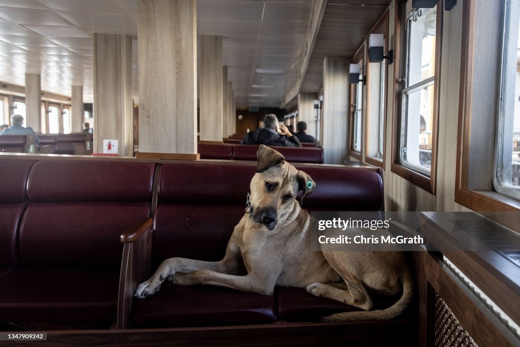 Istanbul's Commuter Street Dog, Boji, Becomes Internet Sensation