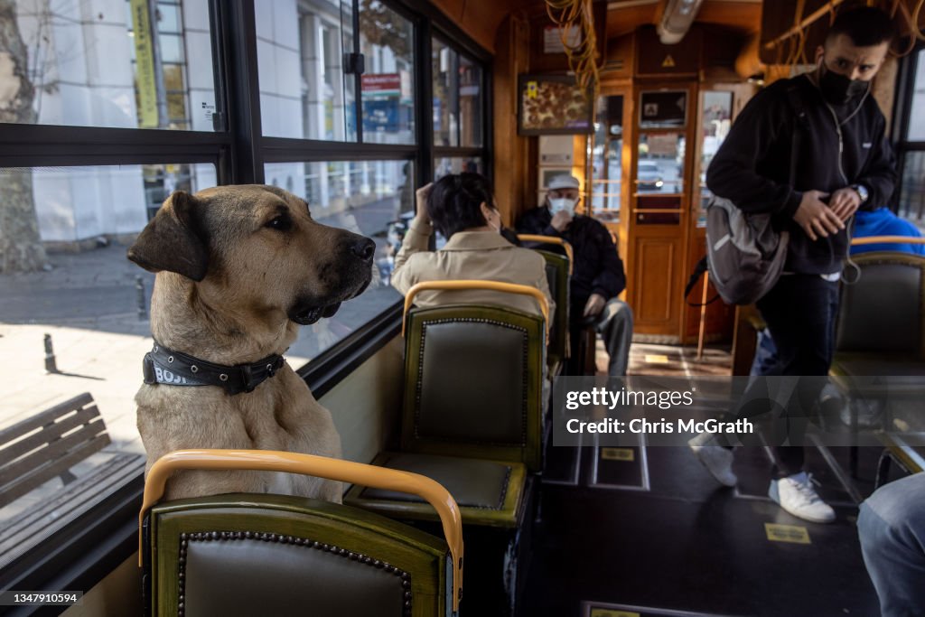 Istanbul's Commuter Street Dog, Boji, Becomes Internet Sensation